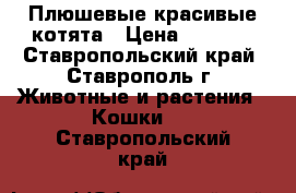 Плюшевые красивые котята › Цена ­ 3 500 - Ставропольский край, Ставрополь г. Животные и растения » Кошки   . Ставропольский край